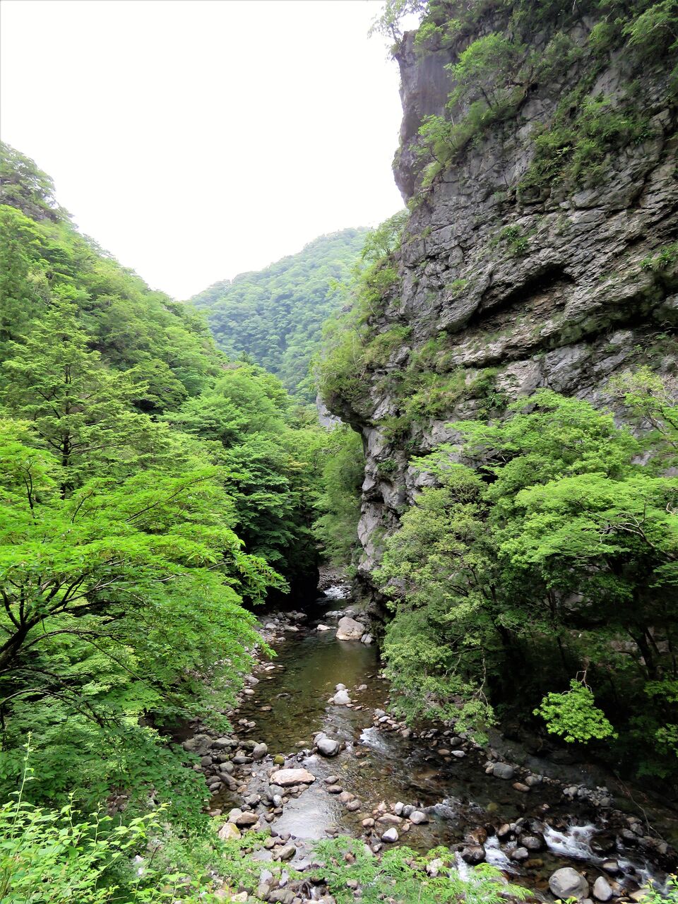 和洋の伝統的毛鉤釣り 土佐料理 旬の鰹がゆく 和洋の伝統的毛鉤釣り 土佐料理 旬の鰹がゆく