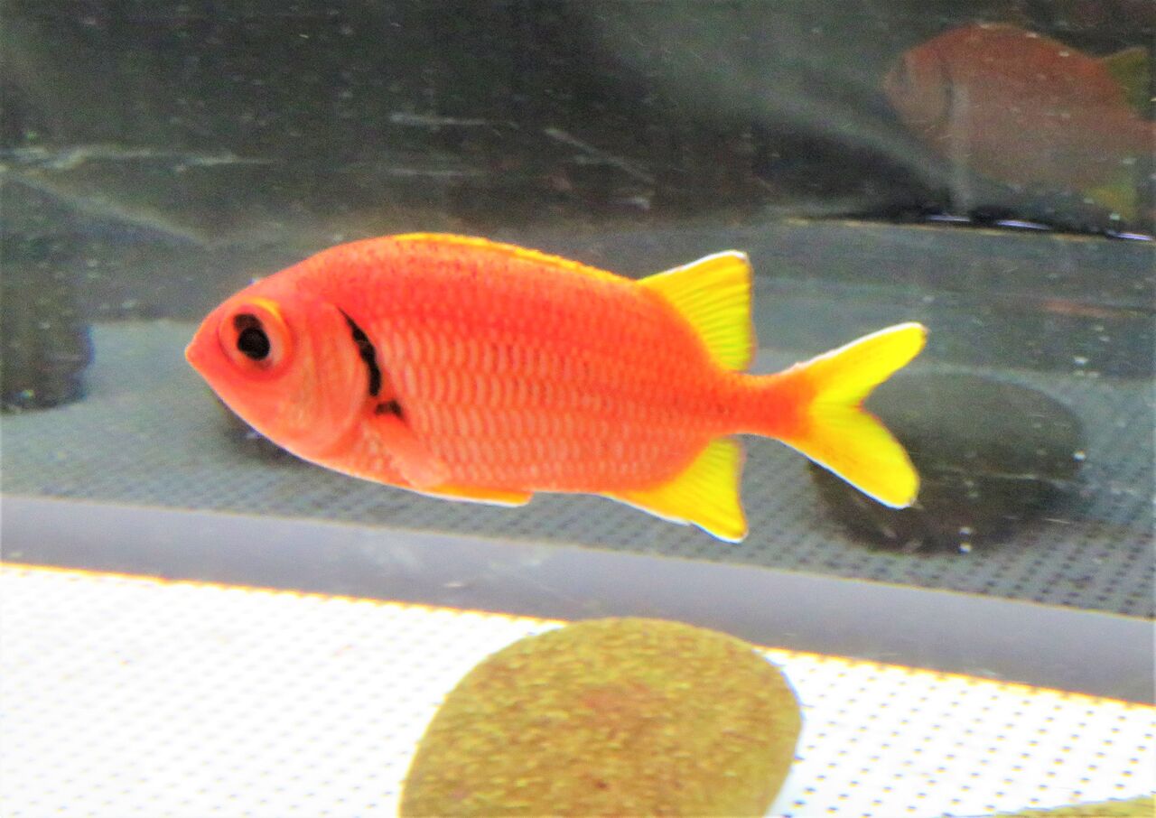 恵比寿様の鯛 土佐料理 旬の鰹がゆく