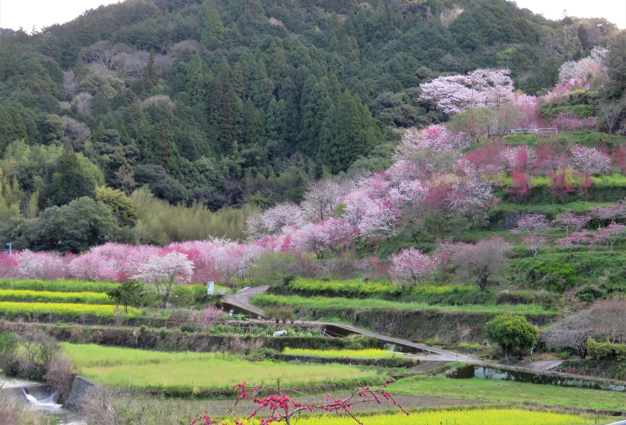 高知の花 土佐料理 旬の鰹がゆく