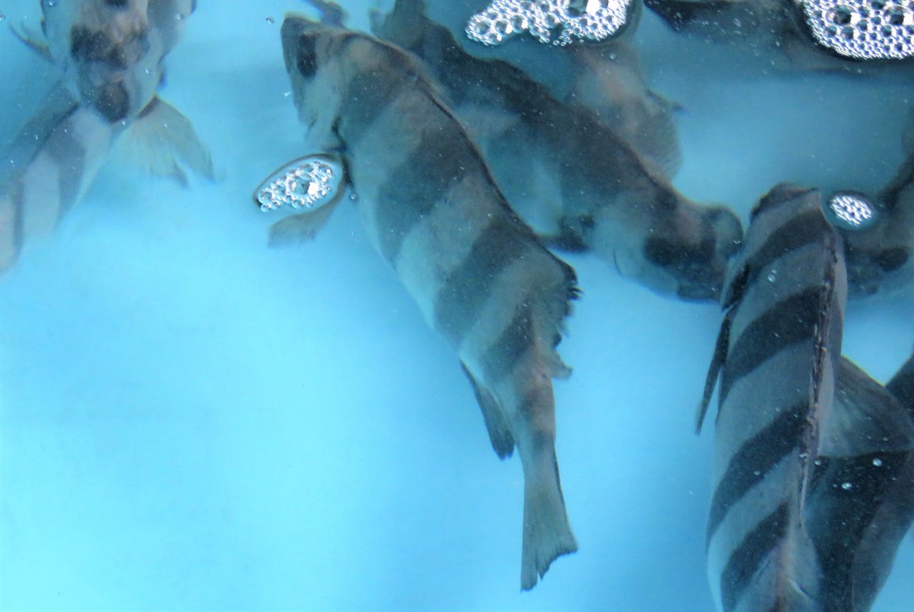 香南市の活魚流通 土佐料理 旬の鰹がゆく 香南市の活魚流通 土佐料理 旬の鰹がゆく