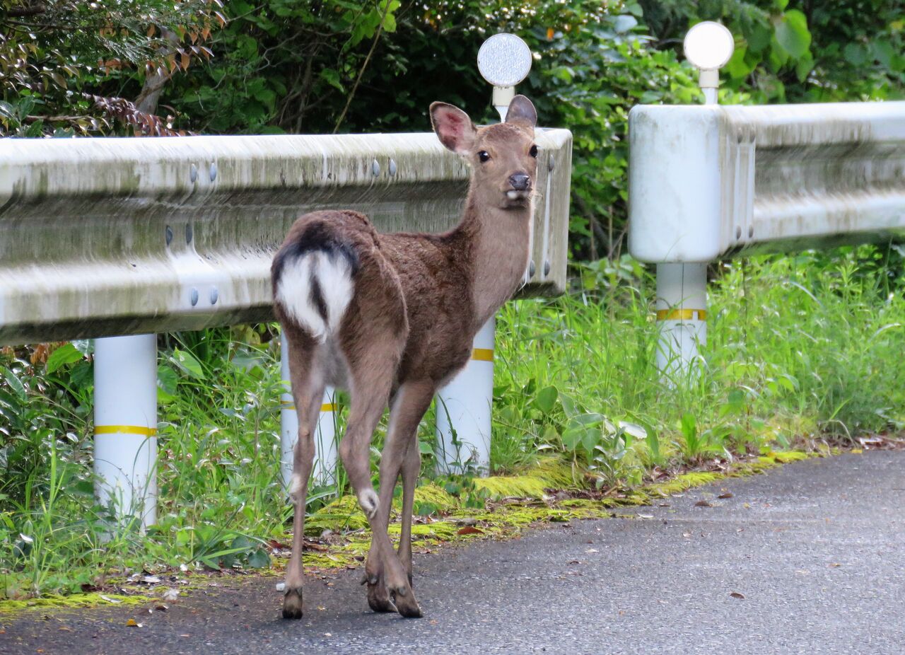 シカとカモシカ 土佐料理 旬の鰹がゆく
