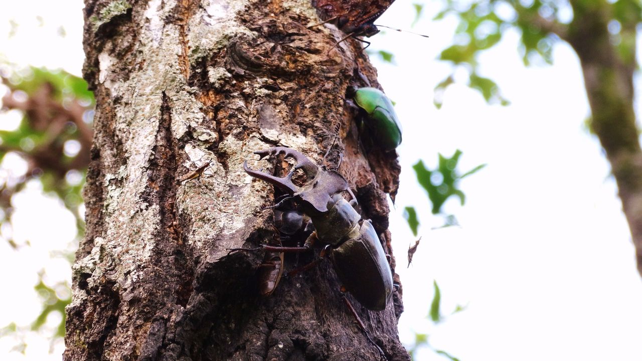 ミヤマクワガタ ２０１４ 土佐料理 旬の鰹がゆく