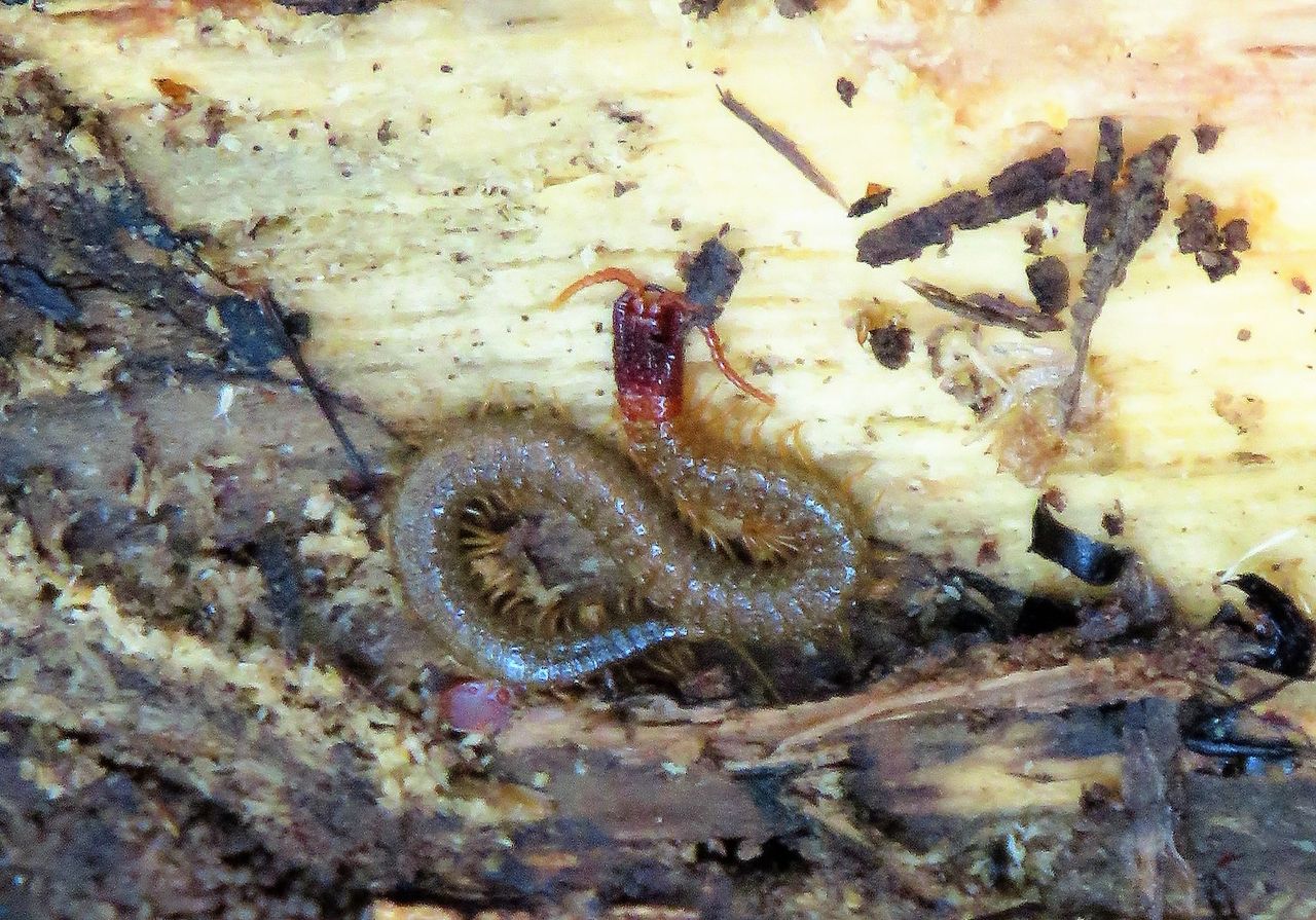 桃から生まれし者の真実 土佐料理 旬の鰹がゆく