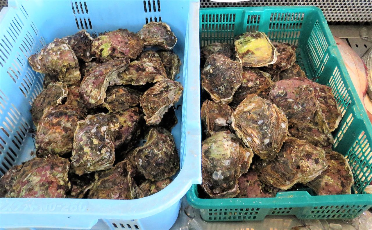 岩牡蠣 イワガキ 土佐料理 旬の鰹がゆく