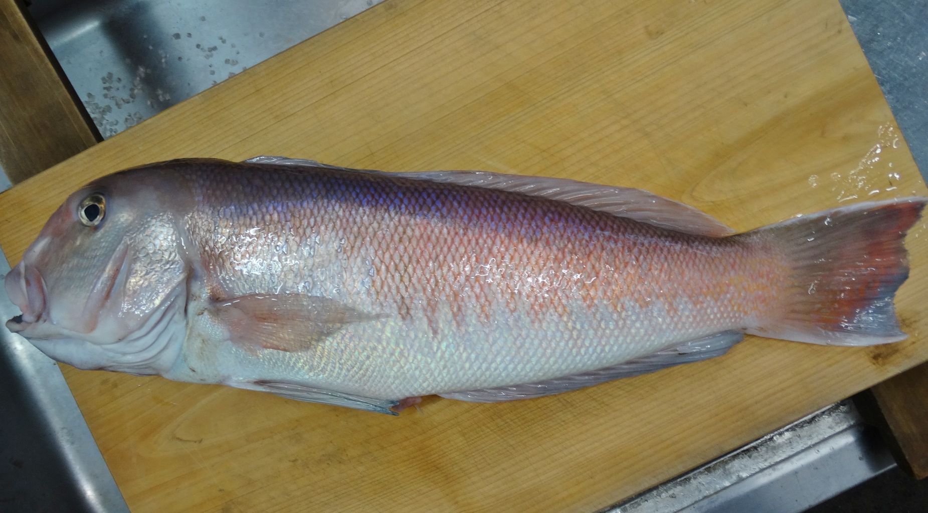 白甘鯛 シロアマダイ 土佐料理 旬の鰹がゆく