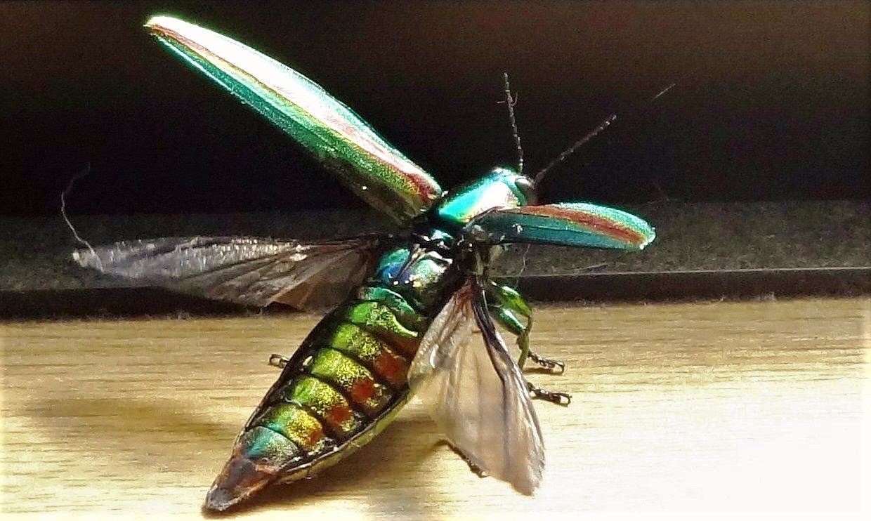 鞘翅目 コウチュウ目 の翅と半翅目 カメムシ目 の翅 土佐料理 旬の鰹がゆく 鞘翅目 コウチュウ目 の翅と半翅目 カメムシ目 の翅 土佐料理 旬の鰹がゆく