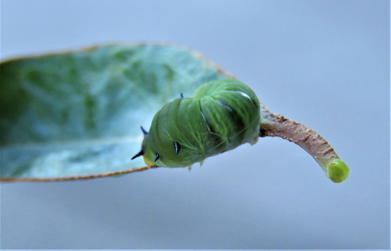 タブノキとアオスジアゲハの幼虫 : 土佐料理 旬の鰹がゆく！