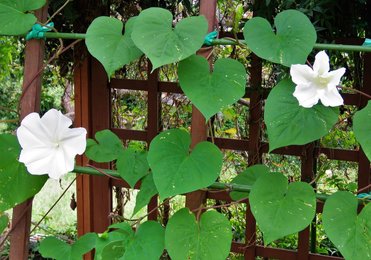 夜顔の伝説的開花を目の当たりにしました！ : 土佐料理 旬の鰹がゆく！