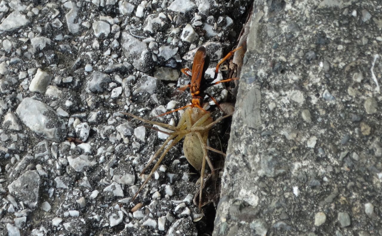 16年08月02日 土佐料理 旬の鰹がゆく