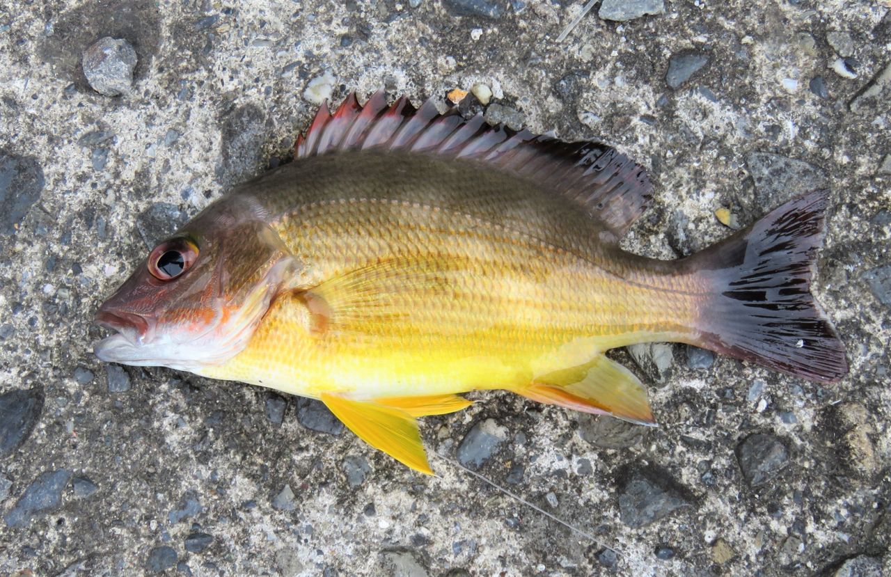 シガテラ 海水 魚 シガテラ毒の症状って 毒を含む魚を知ろう 治療方法は何