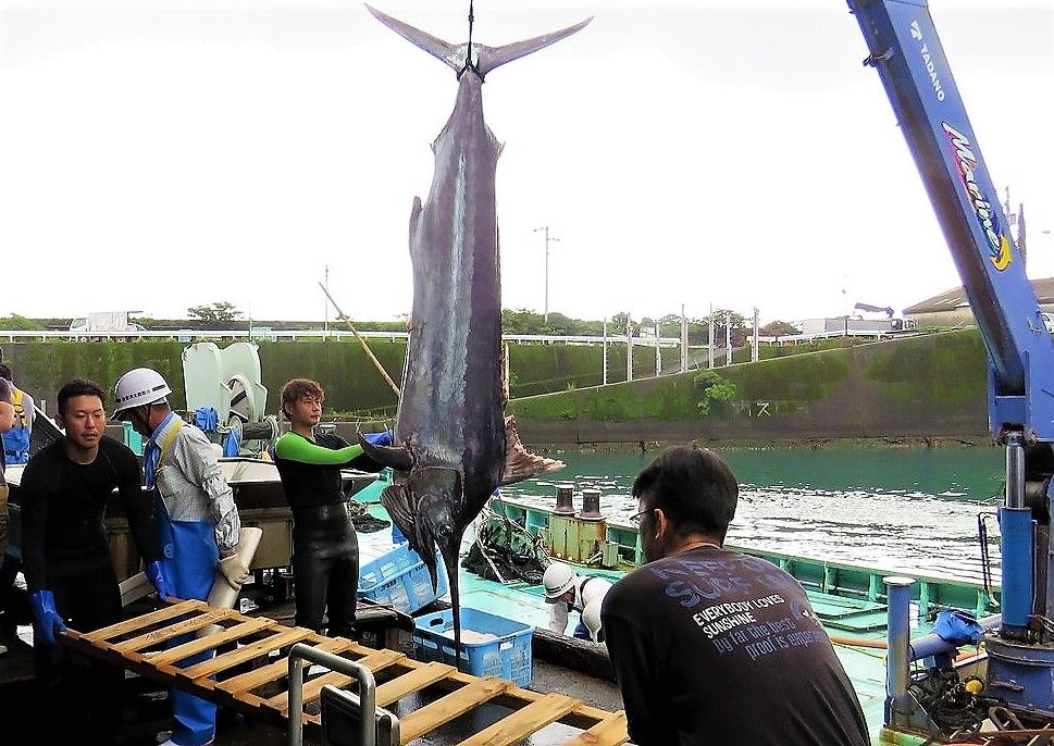 カジキの上顎吻突起 土佐料理 旬の鰹がゆく
