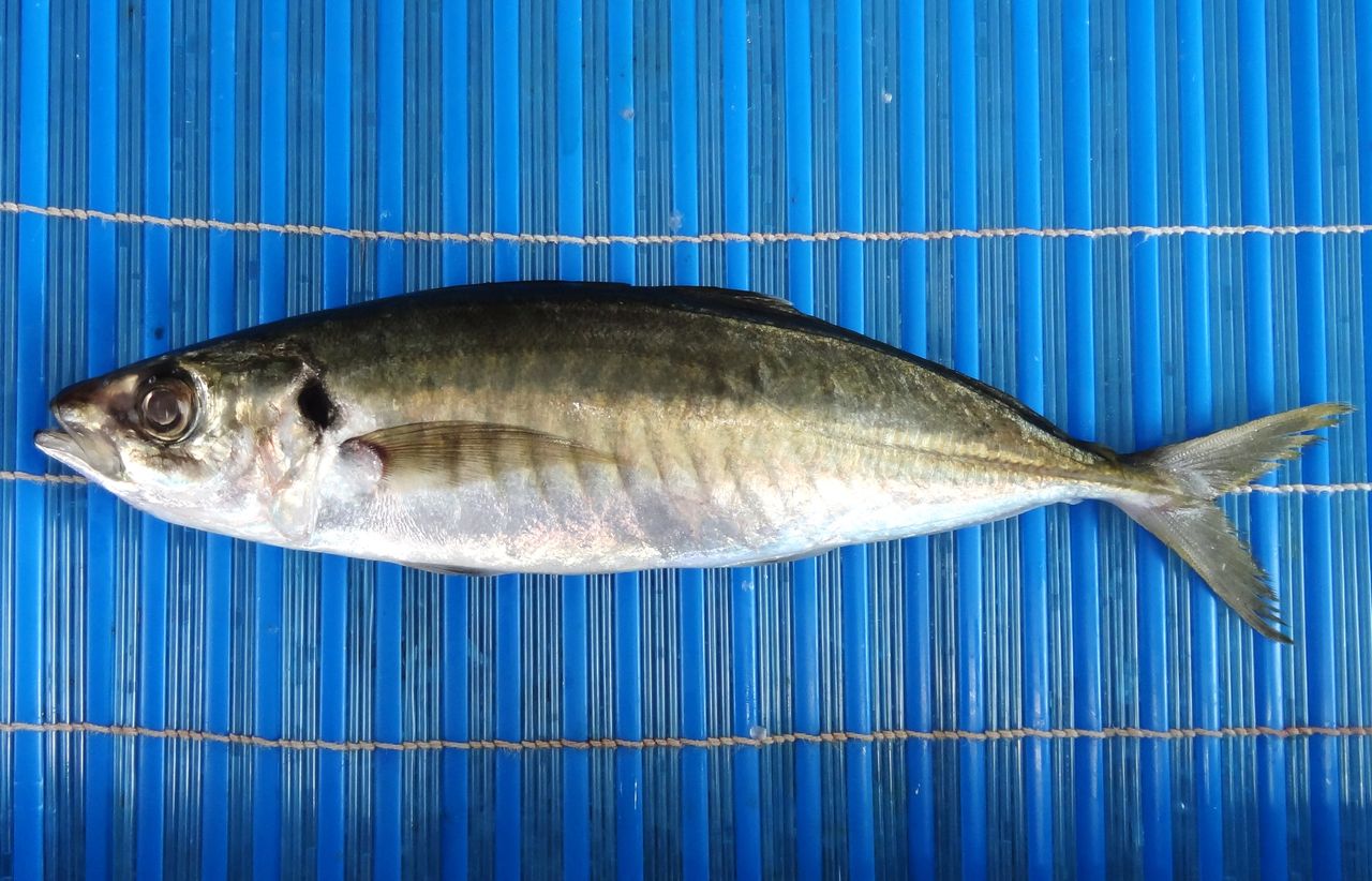シマアジ 土佐料理 旬の鰹がゆく シマアジ 土佐料理 旬の鰹がゆく
