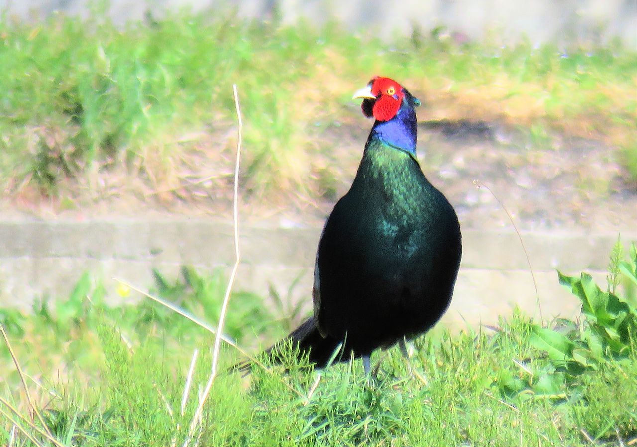 田園から聞こえてくる春雉の高鳴き 土佐料理 旬の鰹がゆく