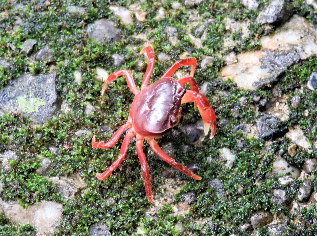 サワガニ 沢蟹 土佐料理 旬の鰹がゆく