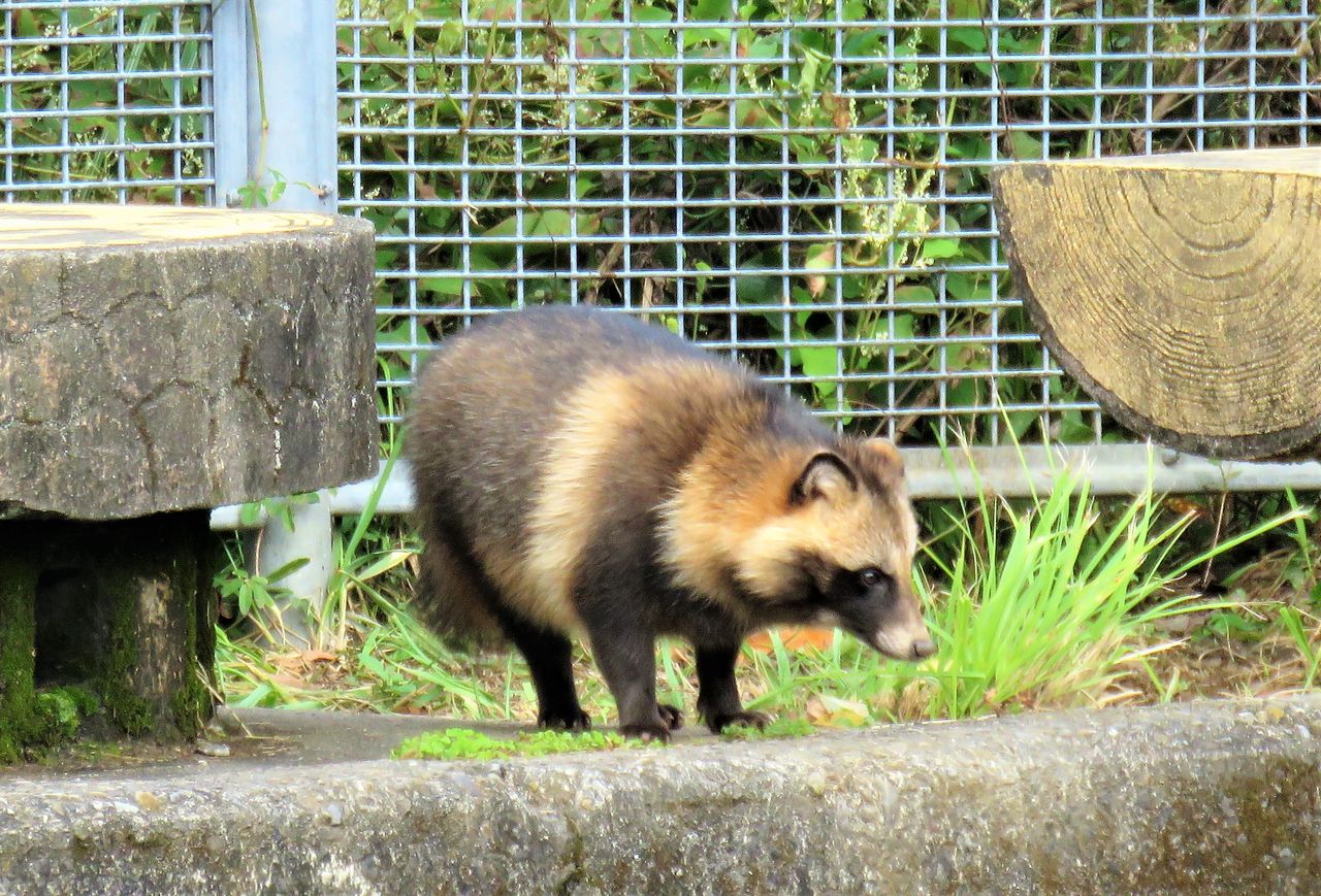 野生とは 土佐料理 旬の鰹がゆく