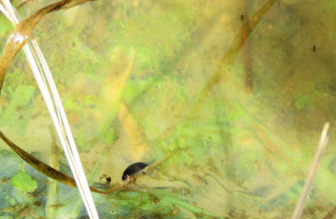 瓢箪塵虫ヒョウタンゴミムシ 土佐料理 旬の鰹がゆく 瓢箪塵虫ヒョウタンゴミムシ 土佐料理 旬の鰹がゆく