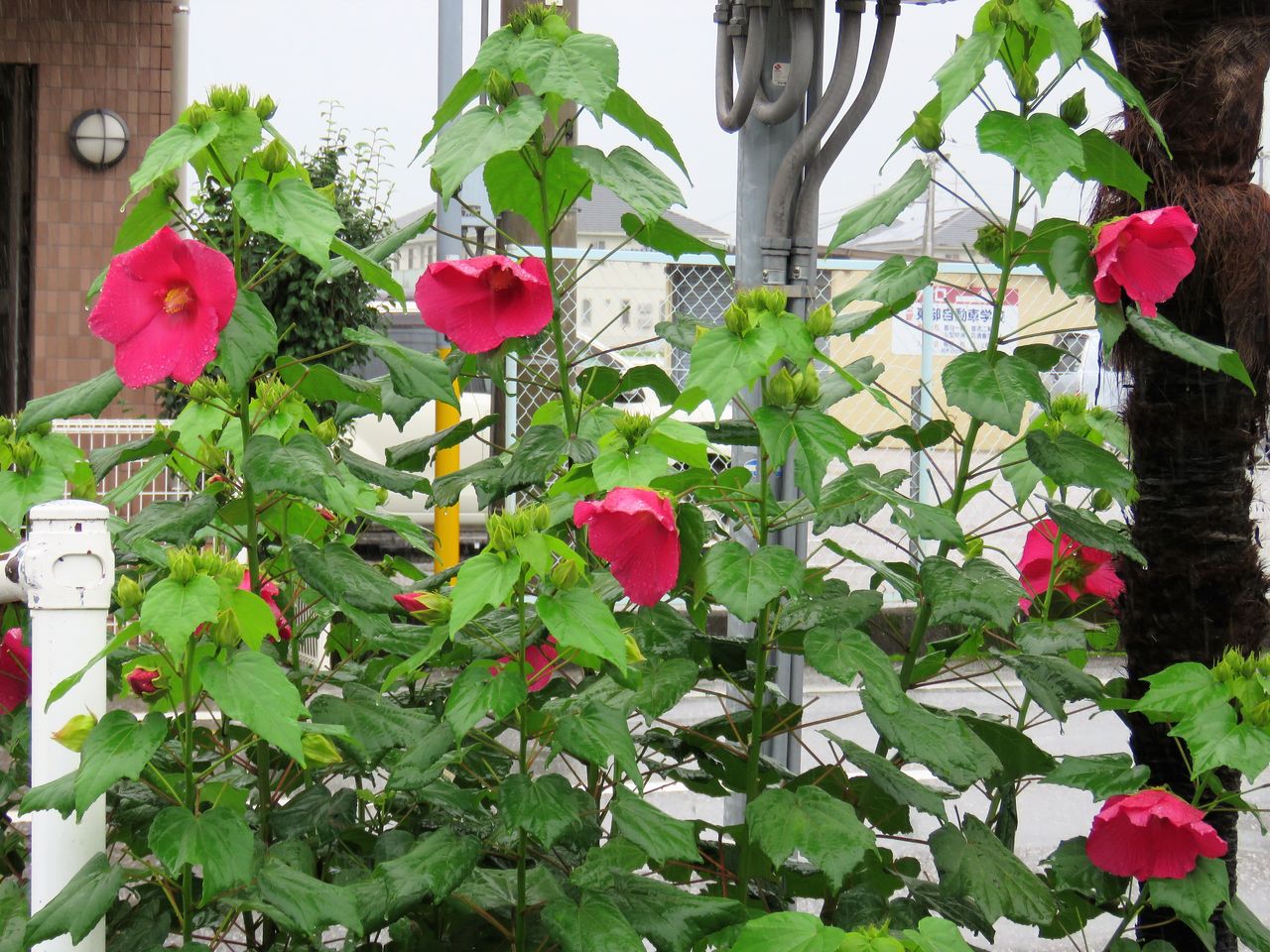 巨大なフヨウ属タイタンビカス 土佐料理 旬の鰹がゆく