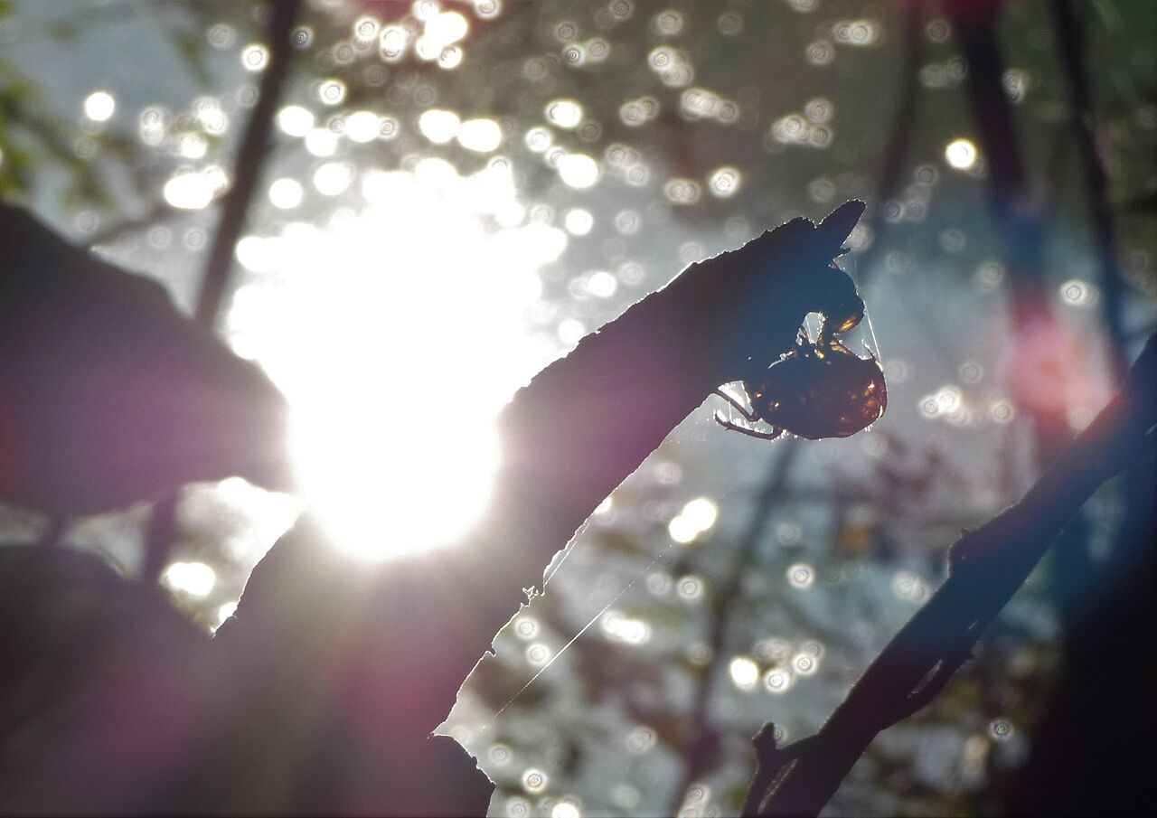 野鳥で感じる季節感 晩夏編 土佐料理 旬の鰹がゆく