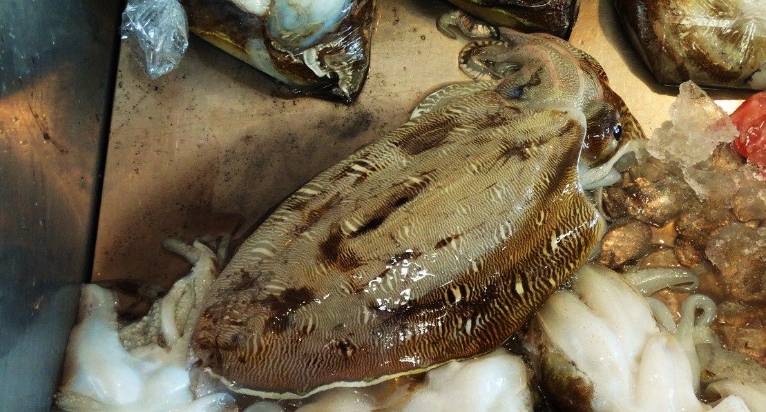 暖海の烏賊は旨い 土佐料理 旬の鰹がゆく 暖海の烏賊は旨い 土佐料理 旬の鰹がゆく