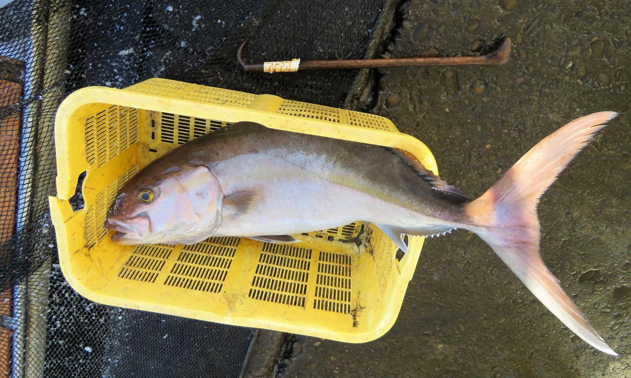 ソジと呼ばれる魚 土佐料理 旬の鰹がゆく