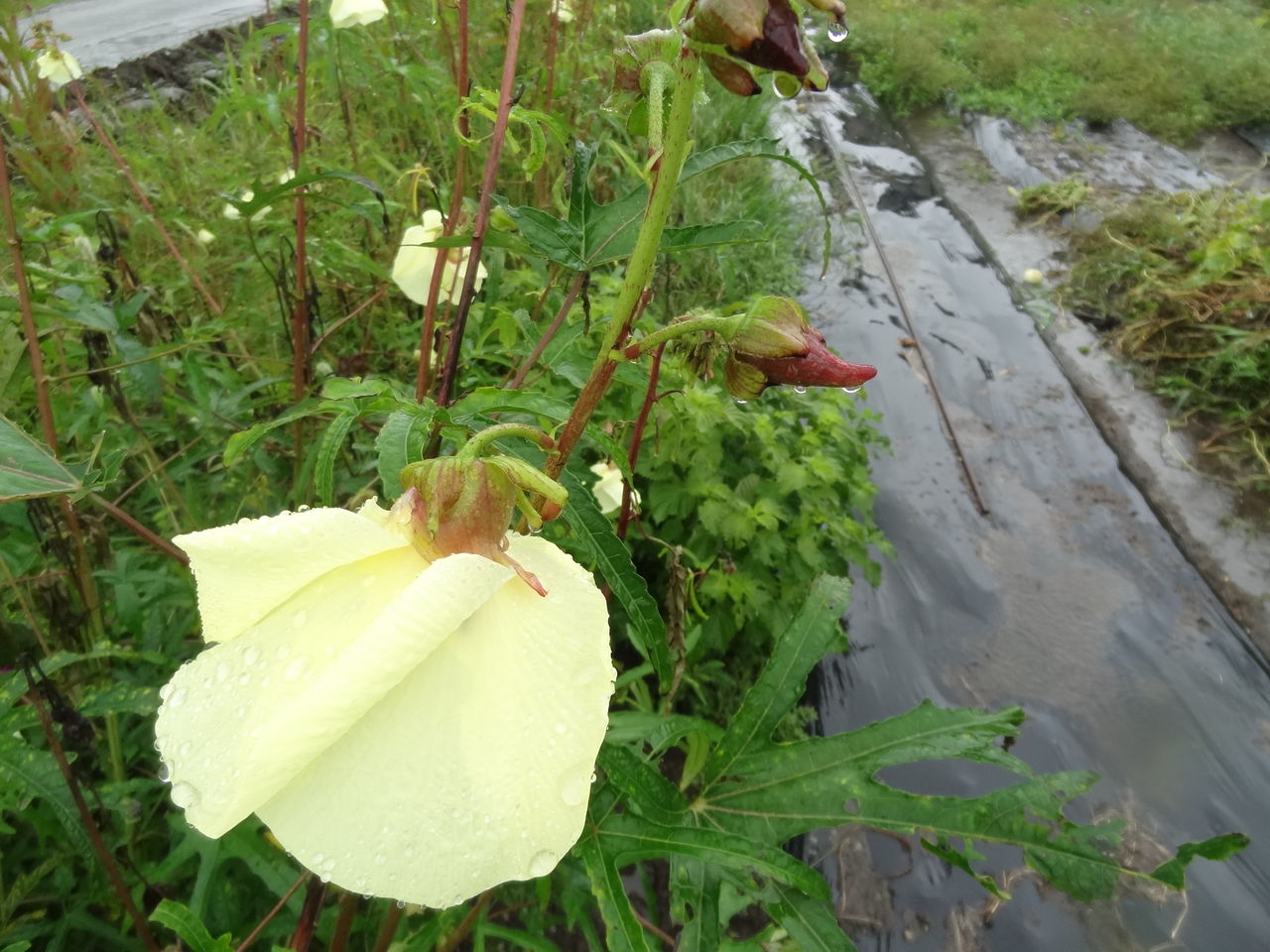 花おくら 土佐料理 旬の鰹がゆく 花おくら 土佐料理 旬の鰹がゆく