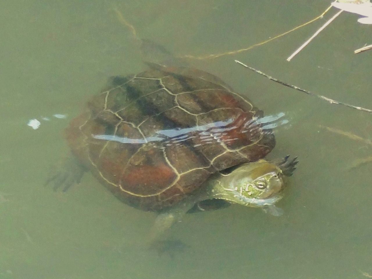ニホンイシガメ 土佐料理 旬の鰹がゆく ニホンイシガメ 土佐料理 旬の鰹がゆく