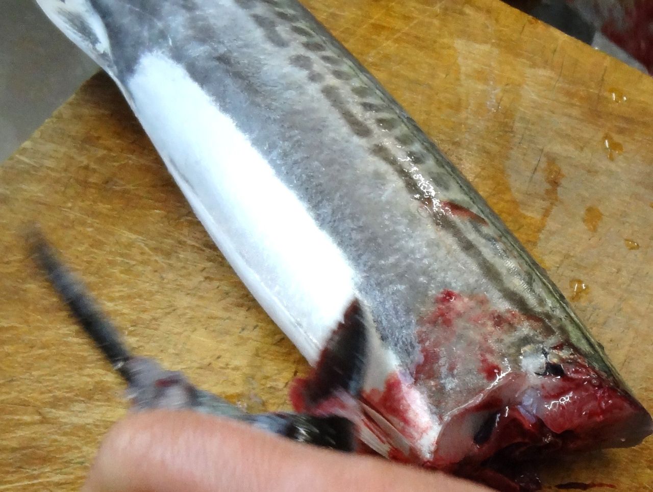 サワラ 土佐料理 旬の鰹がゆく