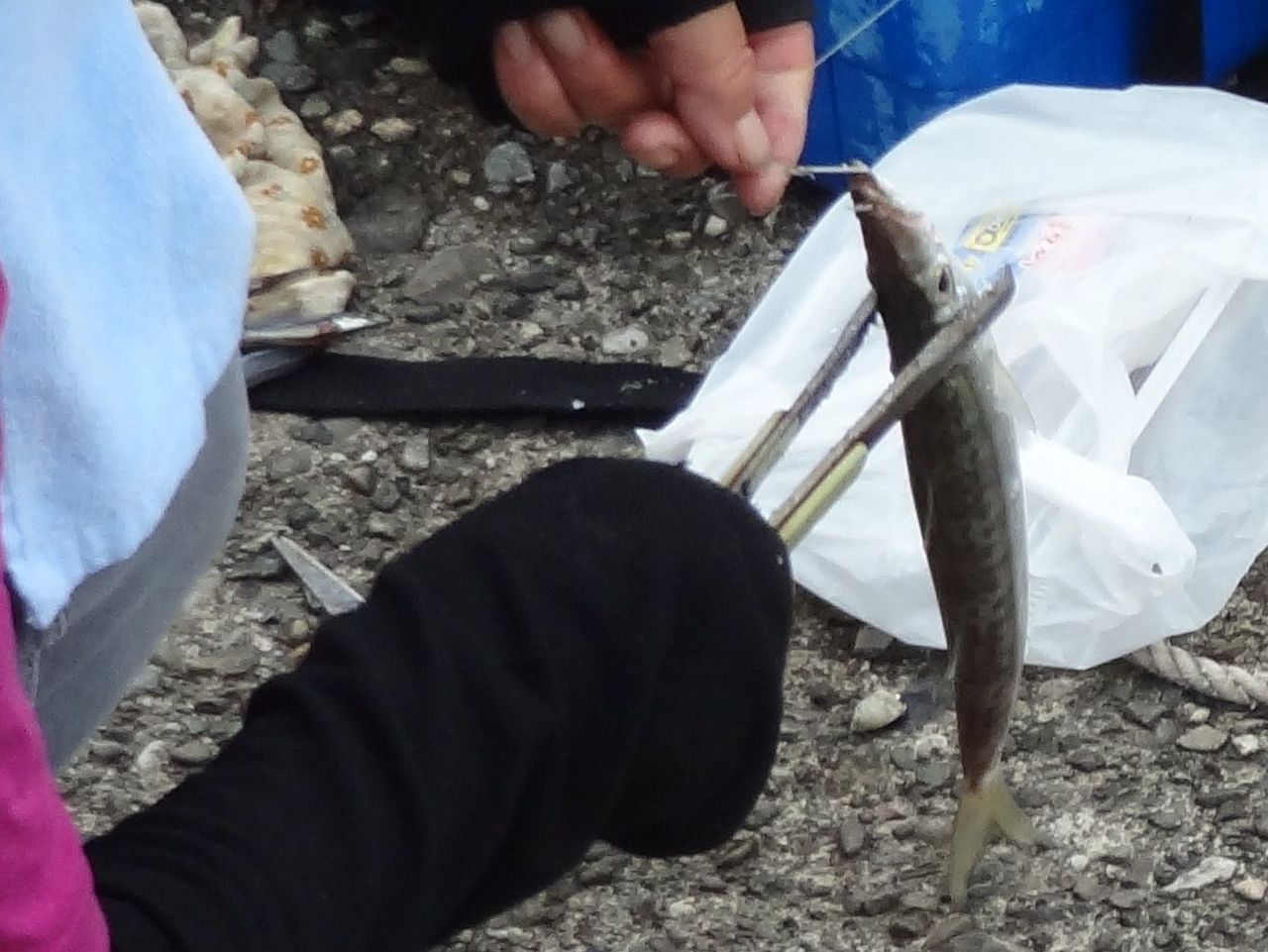 初夏の絶品アカカマス 土佐料理 旬の鰹がゆく 初夏の絶品アカカマス 土佐料理 旬の鰹がゆく
