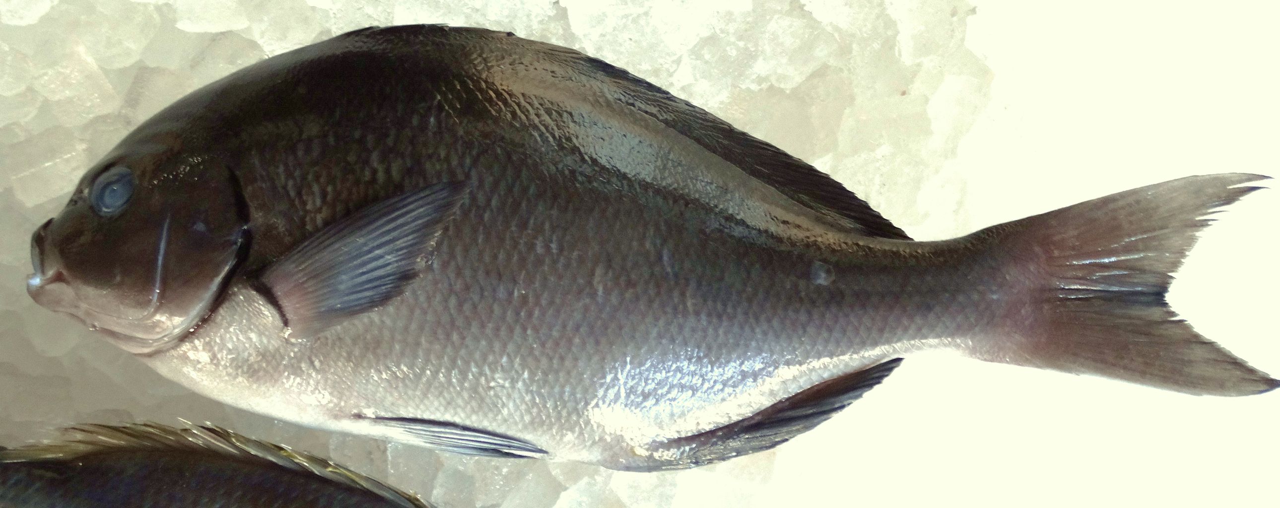 テンジクイサキ 土佐料理 旬の鰹がゆく テンジクイサキ 土佐料理 旬の鰹がゆく