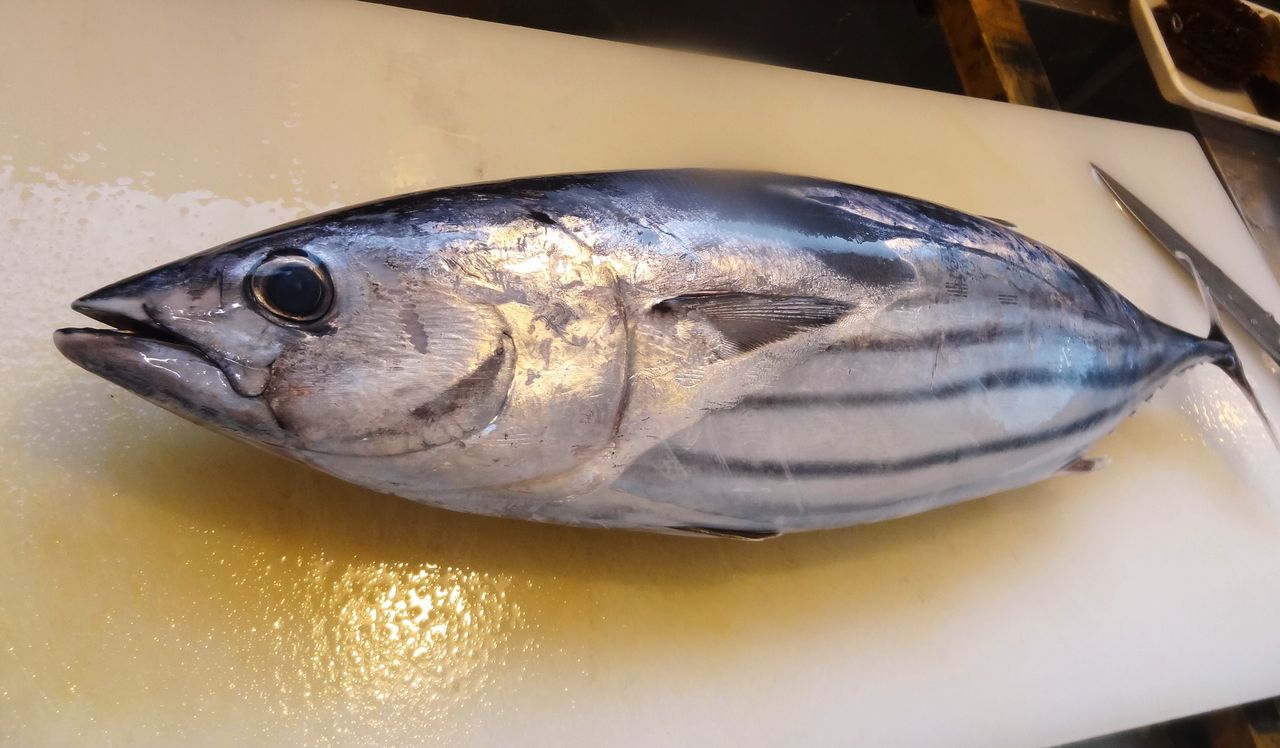 家庭菜園で郷土料理 土佐料理 旬の鰹がゆく