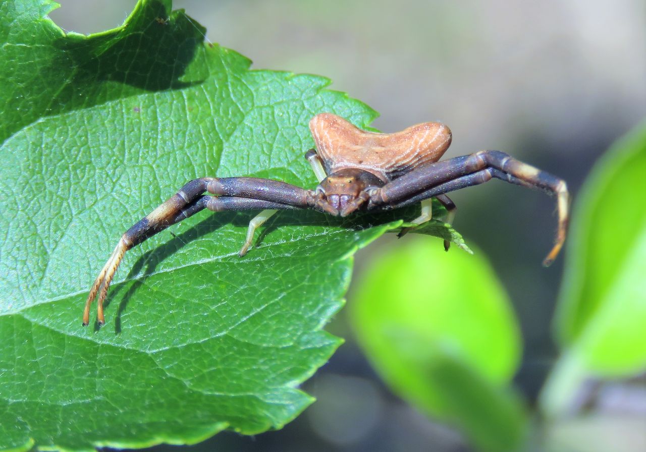 ガザミグモって蟹と蜘蛛のハイブリッド 土佐料理 旬の鰹がゆく