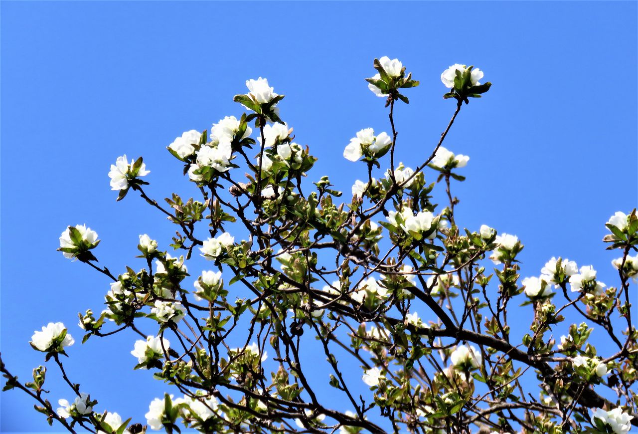 利休梅と白木蓮 : 土佐料理 旬の鰹がゆく！