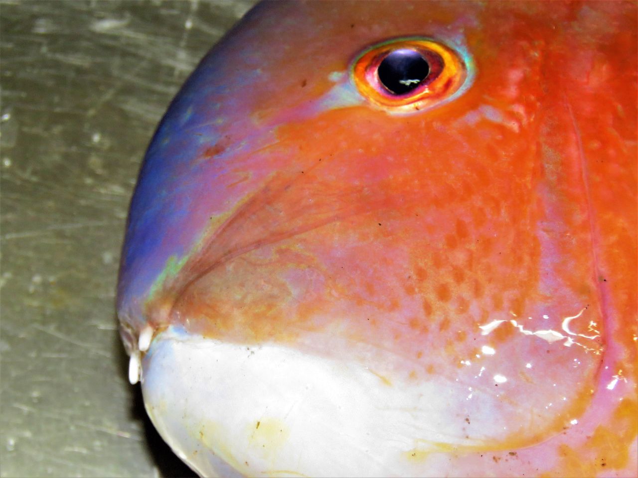 何故こんなに輝く 温帯で一番美しい海水魚 土佐料理 旬の鰹がゆく
