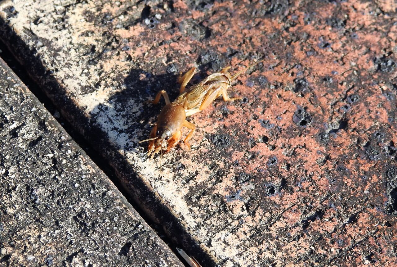 立春の螻蛄（ケラ） : 土佐料理 旬の鰹がゆく！