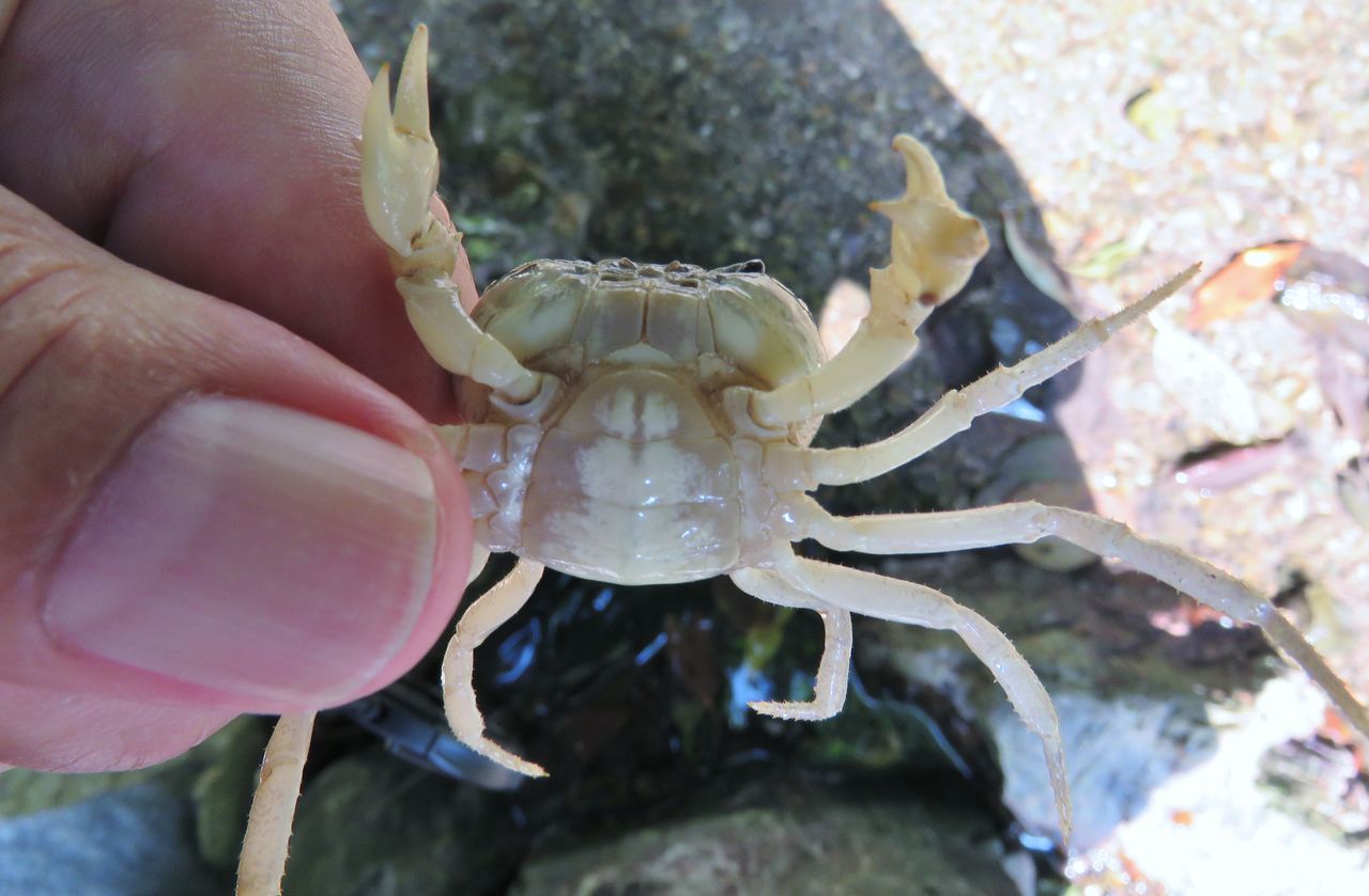 白いサワガニ 土佐料理 旬の鰹がゆく