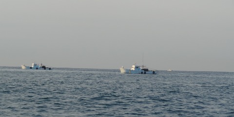 桂浜沖 ドロメパッチ網漁