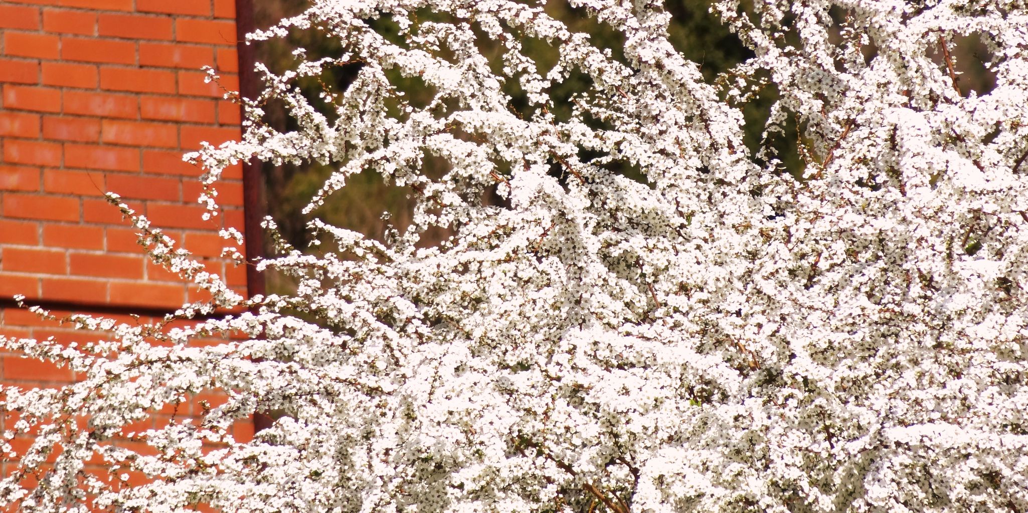 ユキヤナギ 土佐料理 旬の鰹がゆく