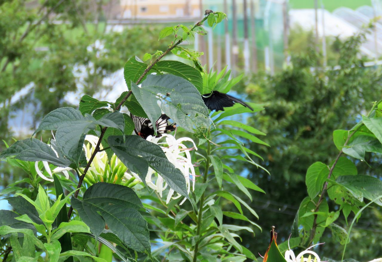 浜木綿 ハマユウ の花色を真似たナガサキアゲハ 土佐料理 旬の鰹がゆく