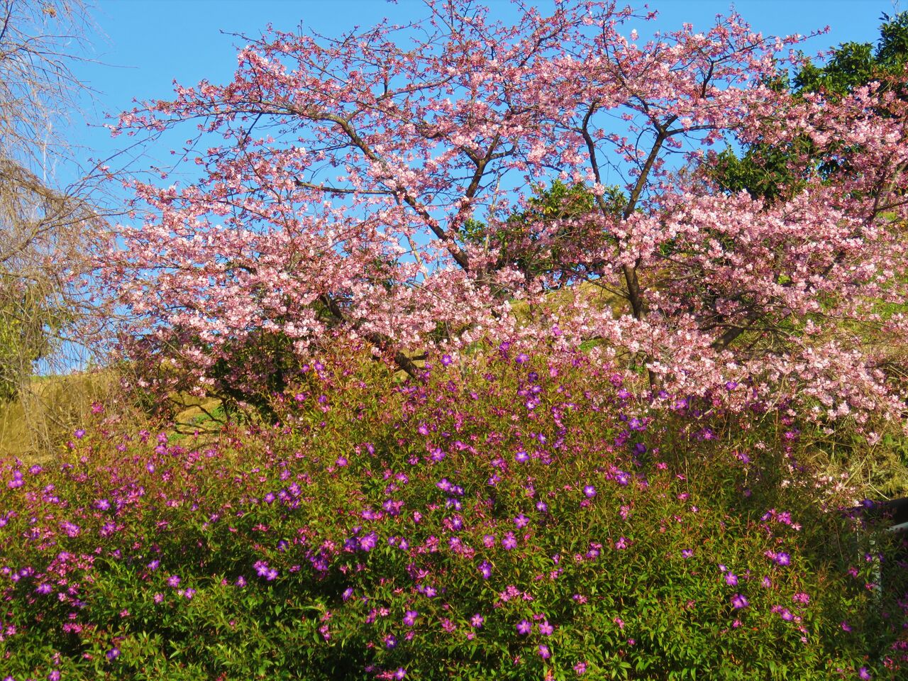 紫紺野牡丹 シコンノボタン の冬花 土佐料理 旬の鰹がゆく