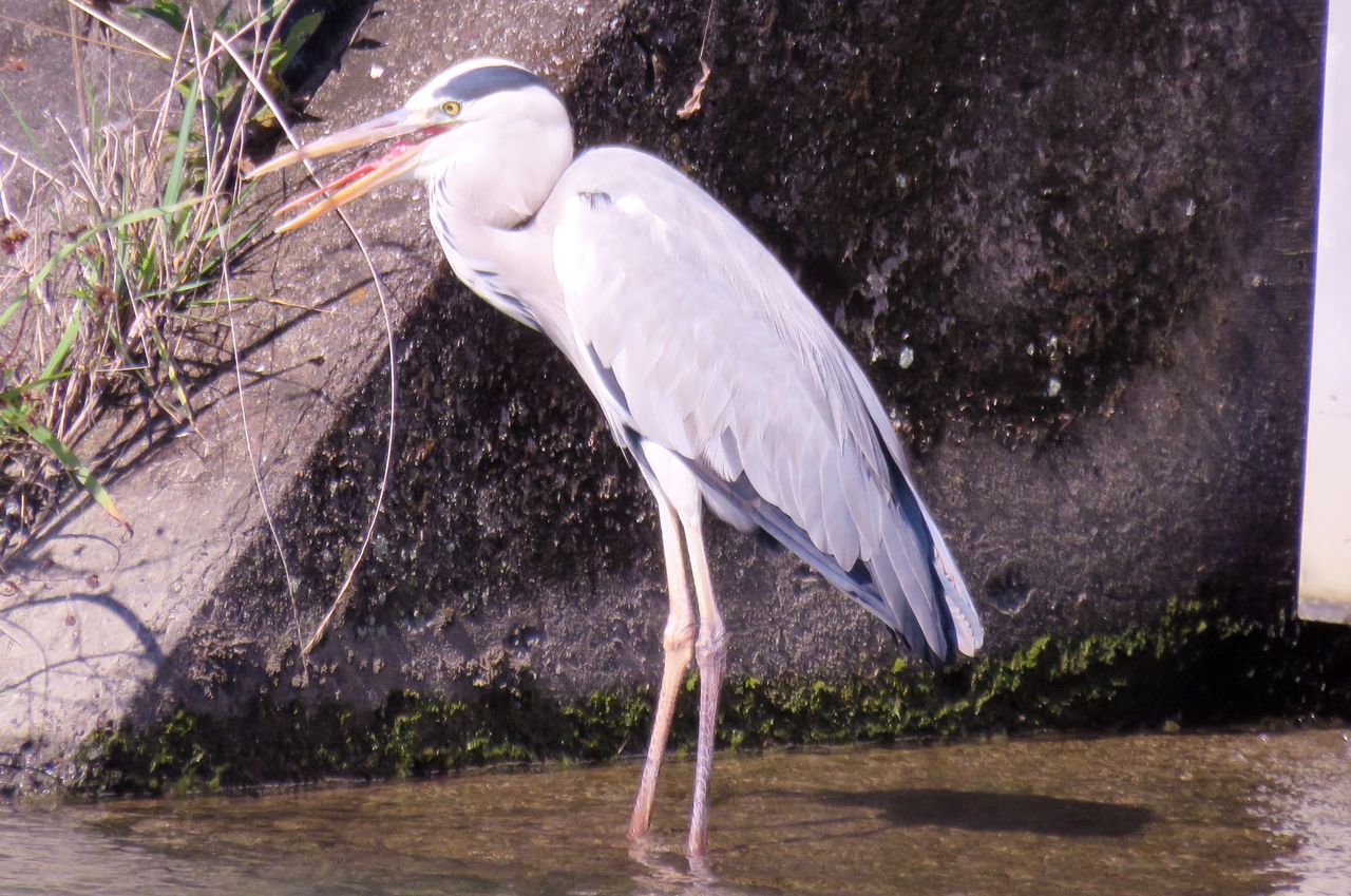 食物を飲み込む機能 土佐料理 旬の鰹がゆく