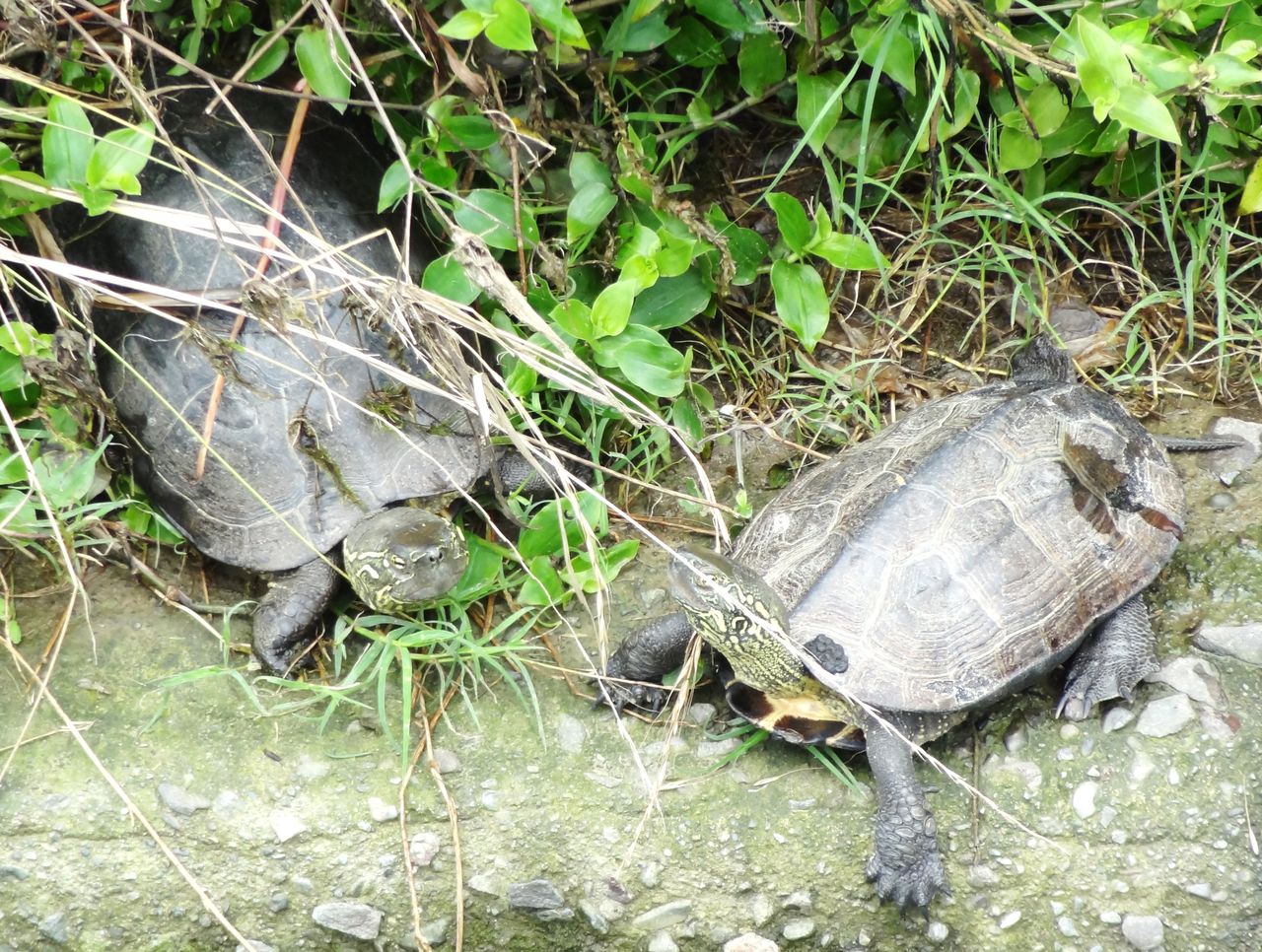 カメの棲む川 土佐料理 旬の鰹がゆく カメの棲む川 土佐料理 旬の鰹がゆく