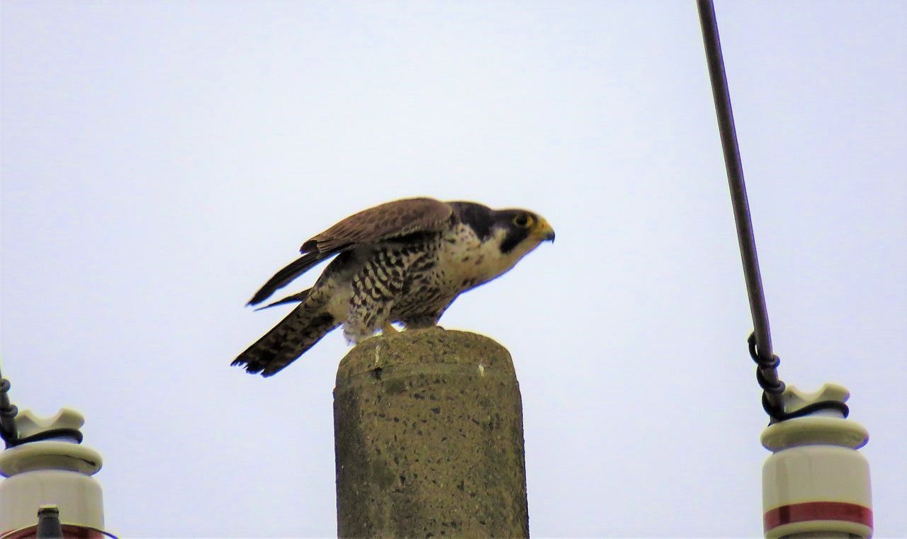田園の春ハヤブサ 土佐料理 旬の鰹がゆく