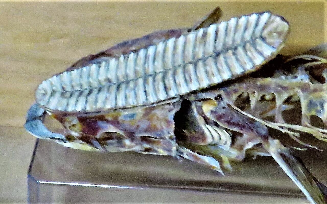 エイリアンの骨格標本⁉ : 土佐料理 旬の鰹がゆく！