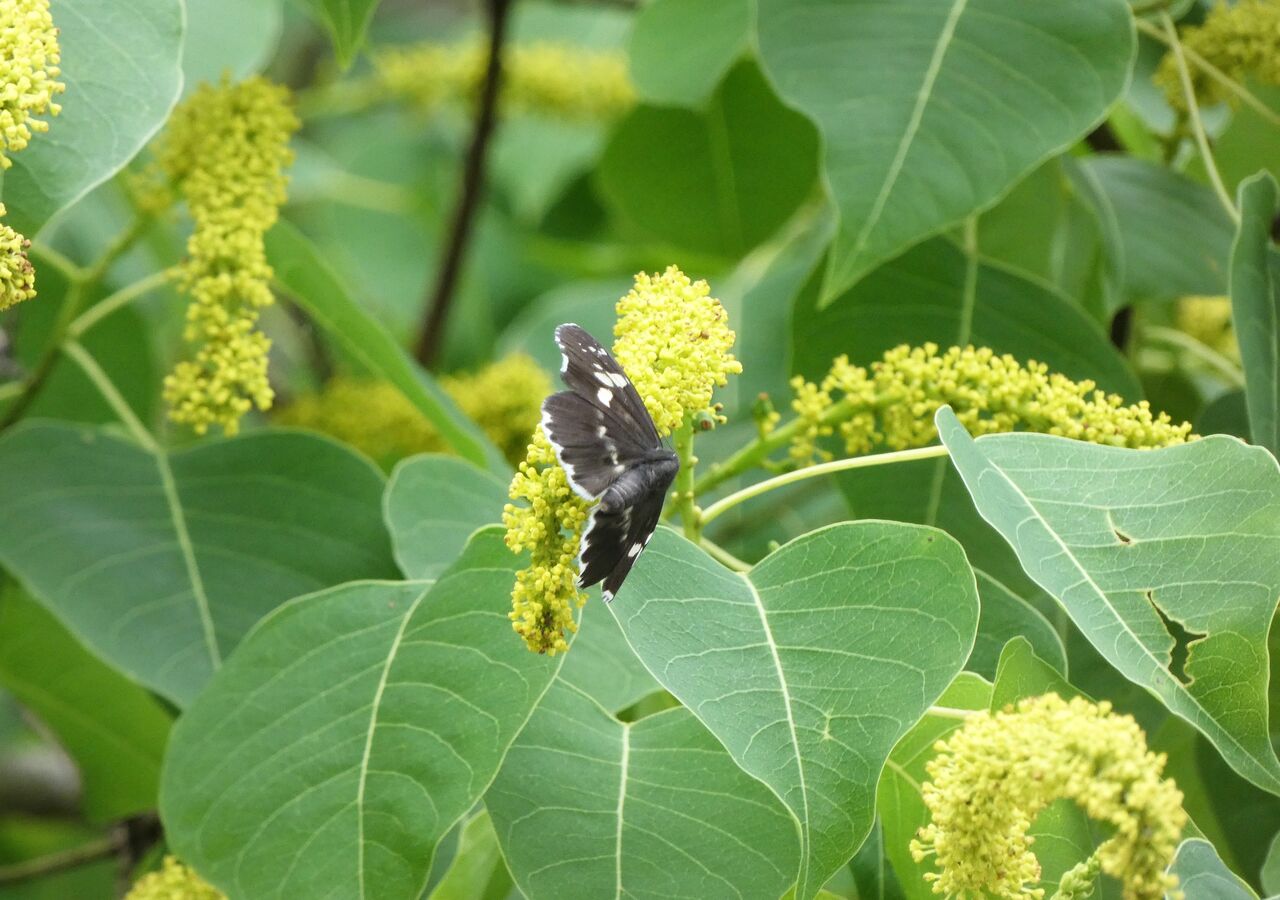 薩摩の実 土佐料理 旬の鰹がゆく