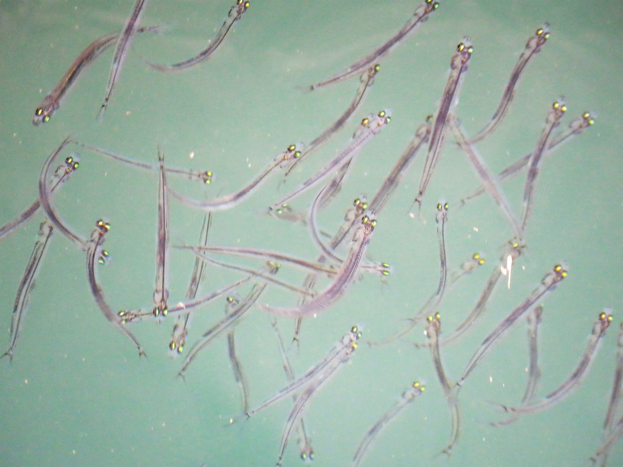 半透明な鮎の稚魚 氷魚 ヒウオ 土佐料理 旬の鰹がゆく