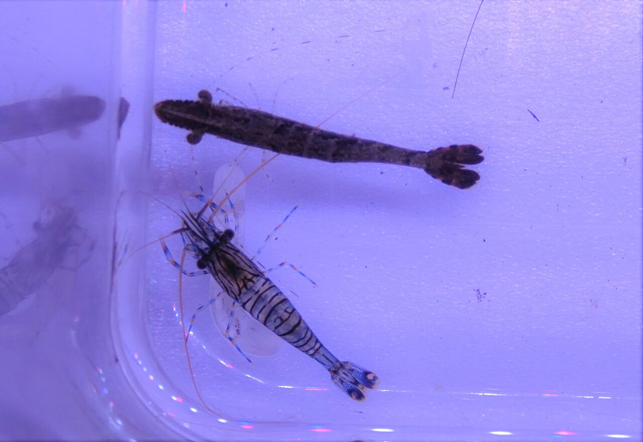 ウシエビの稚えび 土佐料理 旬の鰹がゆく ウシエビの稚えび 土佐料理 旬の鰹がゆく