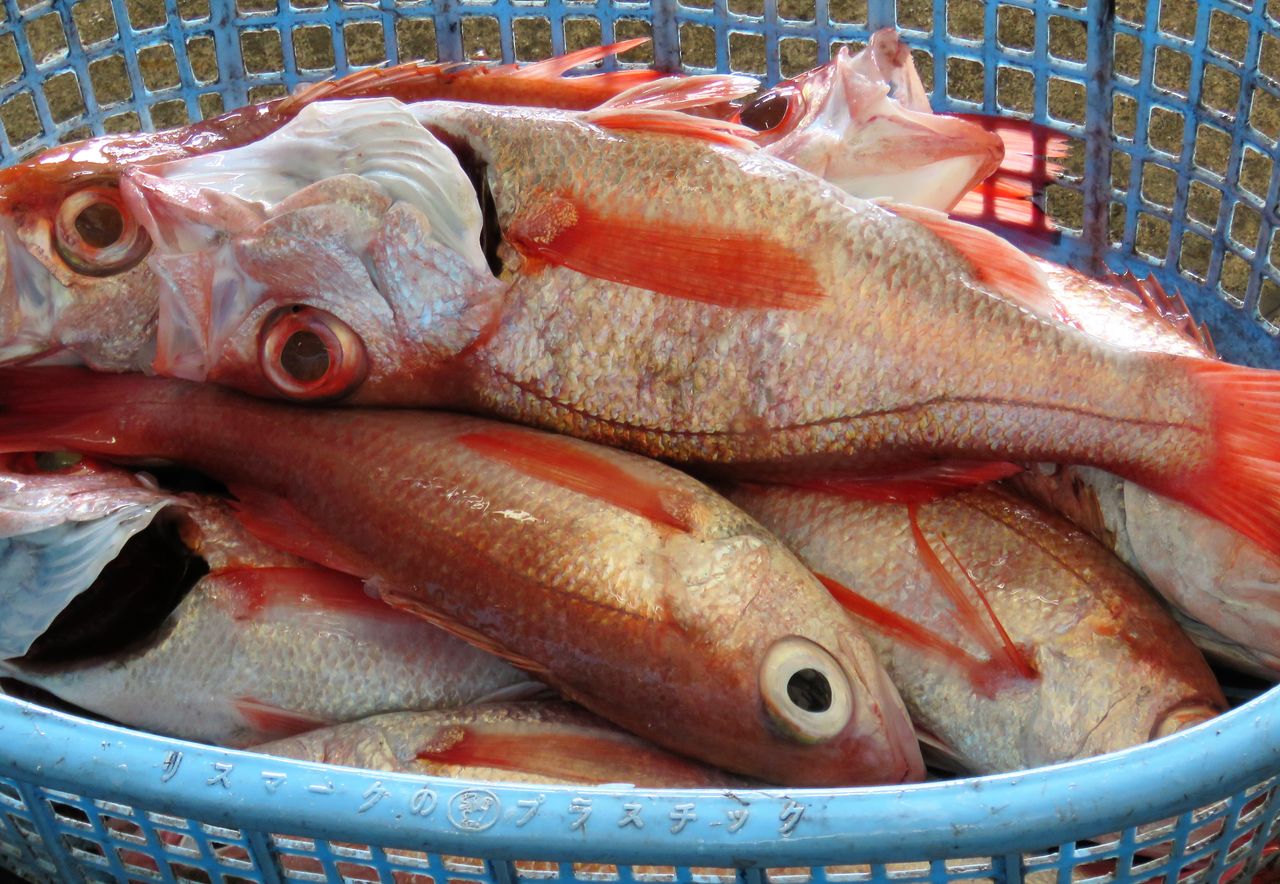 アカムツの旬 土佐料理 旬の鰹がゆく アカムツの旬 土佐料理 旬の鰹がゆく