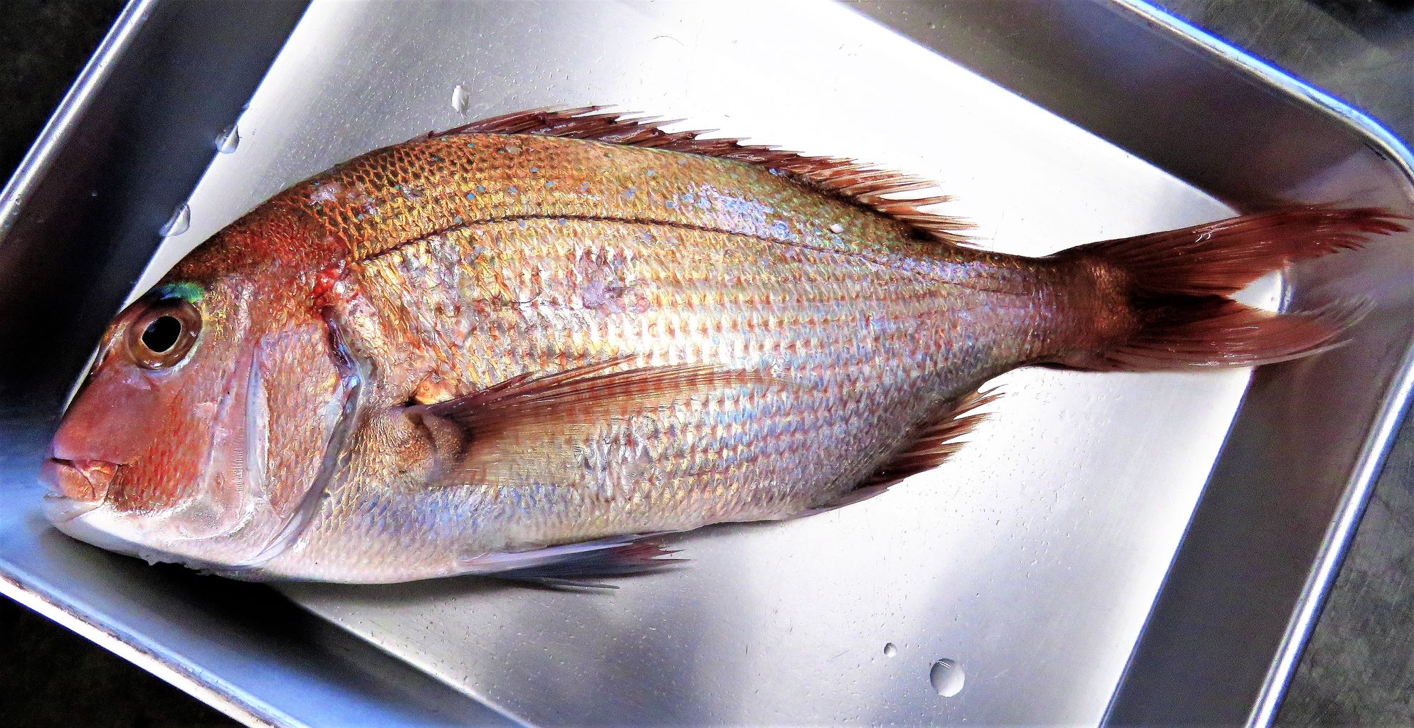 目鼻立ち マダイ編 土佐料理 旬の鰹がゆく 目鼻立ち マダイ編 土佐料理 旬の鰹がゆく