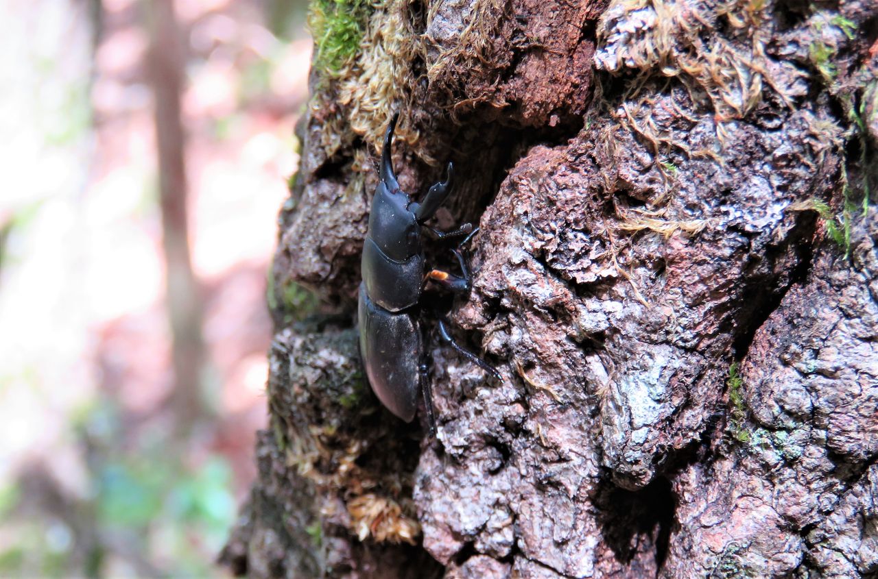 高知のクワガタムシ 土佐料理 旬の鰹がゆく 高知のクワガタムシ 土佐料理 旬の鰹がゆく