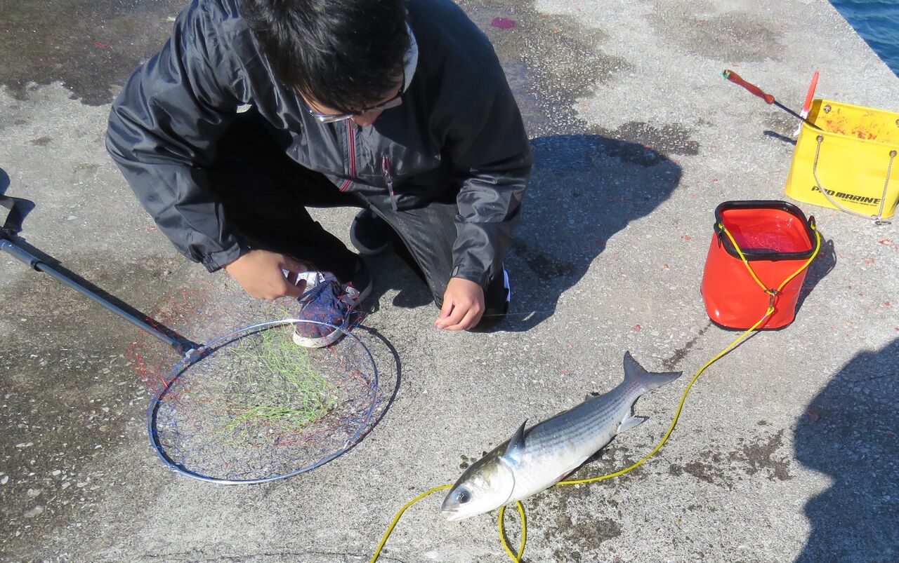 寒の沖ボラ 後編 土佐料理 旬の鰹がゆく